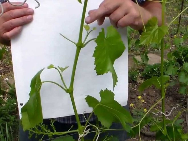 Как делать обрезку винограда летом Как делать обрезку винограда летом