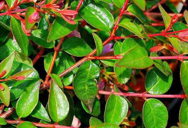 китайская китайская