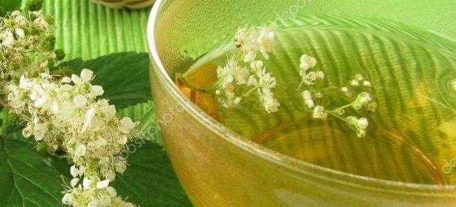 лабазник лечебные свойства и применение лабазник лечебные свойства и применение