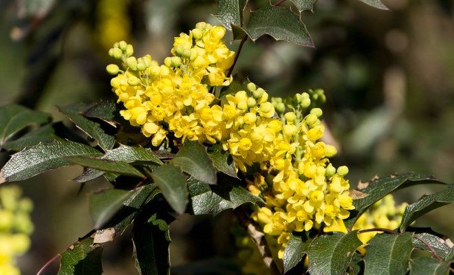 магония падуболистная сорта аполло магония падуболистная сорта аполло