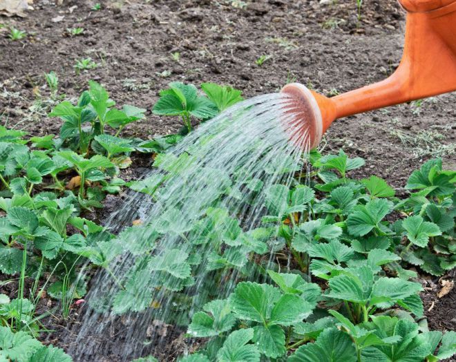 нашатырный спирт в огороде применение для клубники нашатырный спирт в огороде применение для клубники