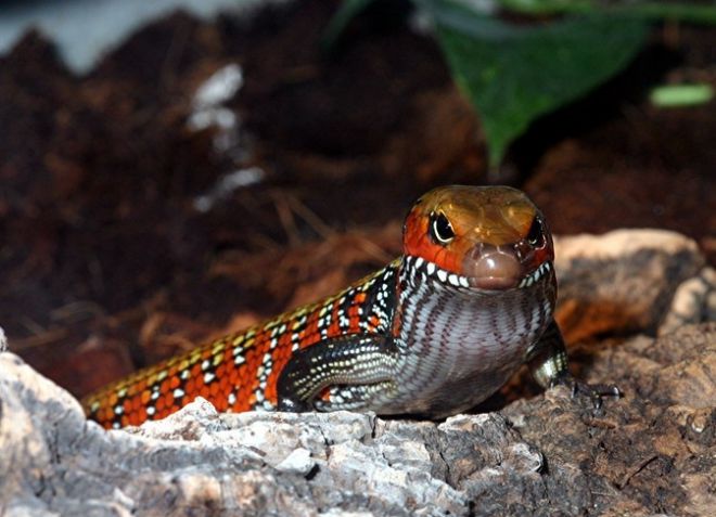 огненный сцинк огненный сцинк