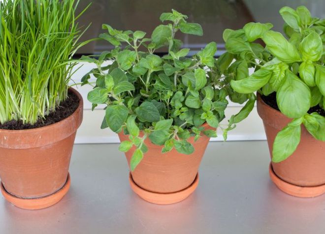 огород дома на подоконнике выбираем горшки и ящики огород дома на подоконнике выбираем горшки и ящики