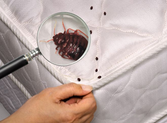 откуда берутся постельные клопы откуда берутся постельные клопы