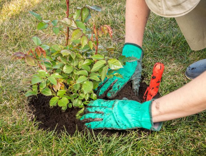 подкормка роз весной куриным пометом подкормка роз весной куриным пометом