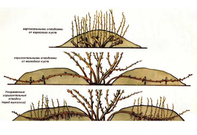 размножение крыжовника отводками размножение крыжовника отводками