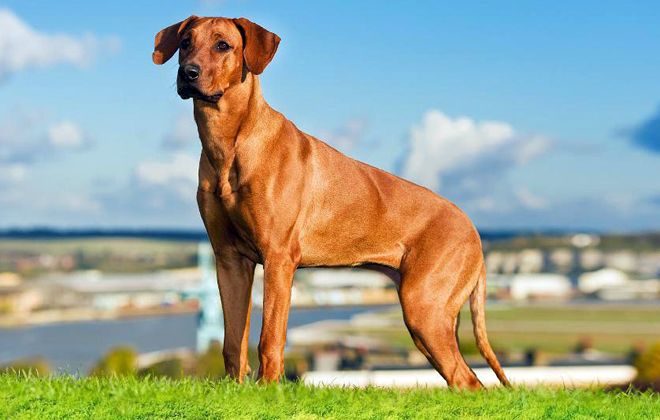 родезийского риджбека родезийского риджбека