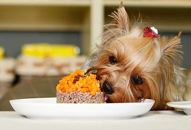 сколько раз кормить сколько раз кормить