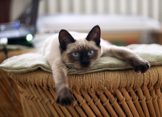 тайская кошка аллергенные или нет тайская кошка аллергенные или нет