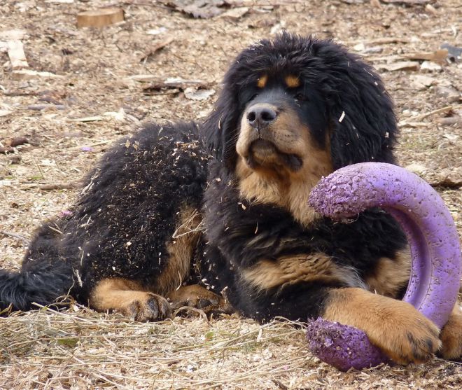 тибетский мастиф уход тибетский мастиф уход