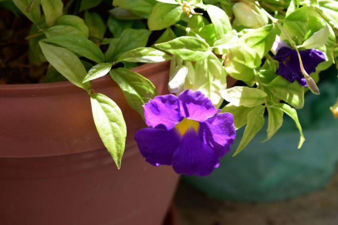 тунбергия мантия короля тунбергия мантия короля