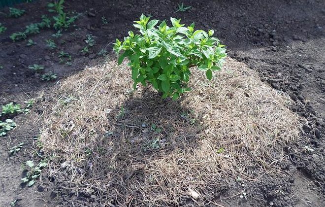 уход за гортензией после посадки уход за гортензией после посадки