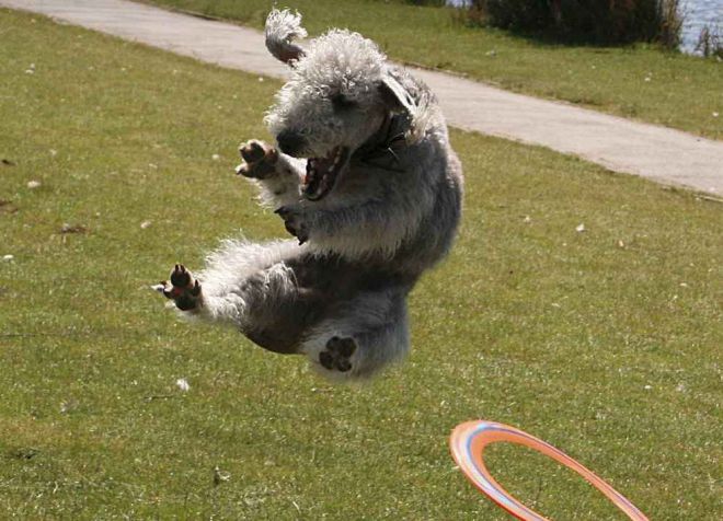 бедлигтон терьер характер бедлигтон терьер характер