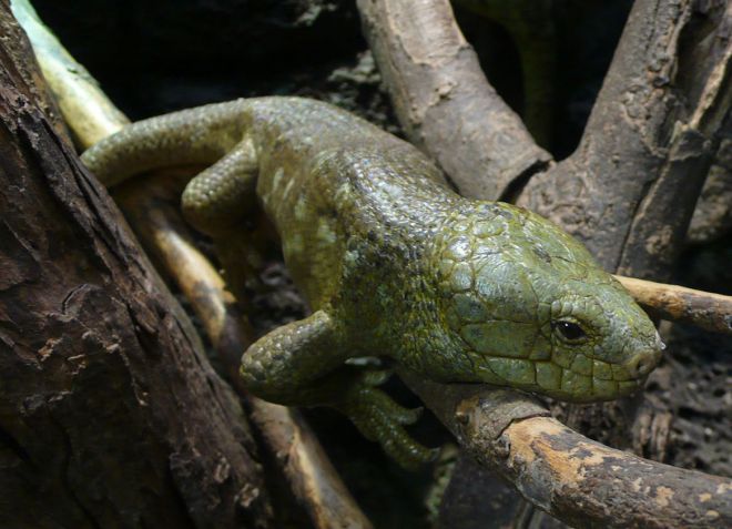 цепкохвостый сцинк цепкохвостый сцинк