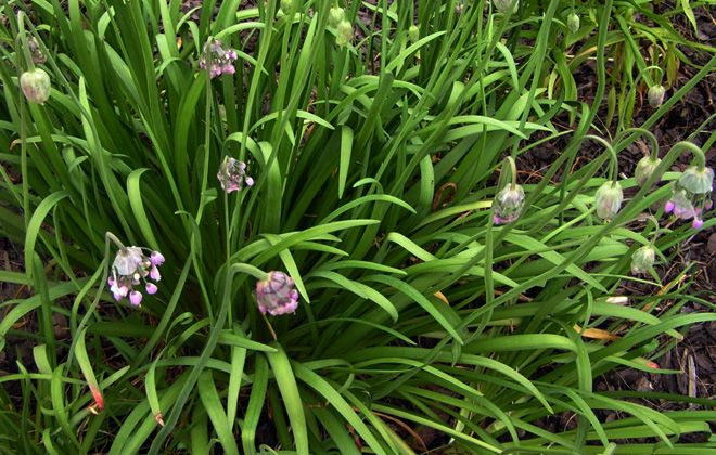 чем подкормить лук слизун чем подкормить лук слизун