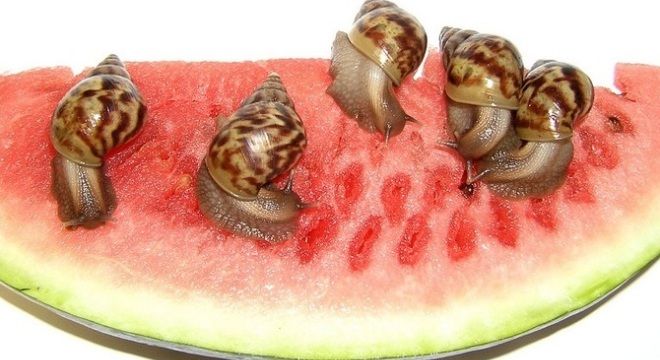 что едят маленькие улитки что едят маленькие улитки