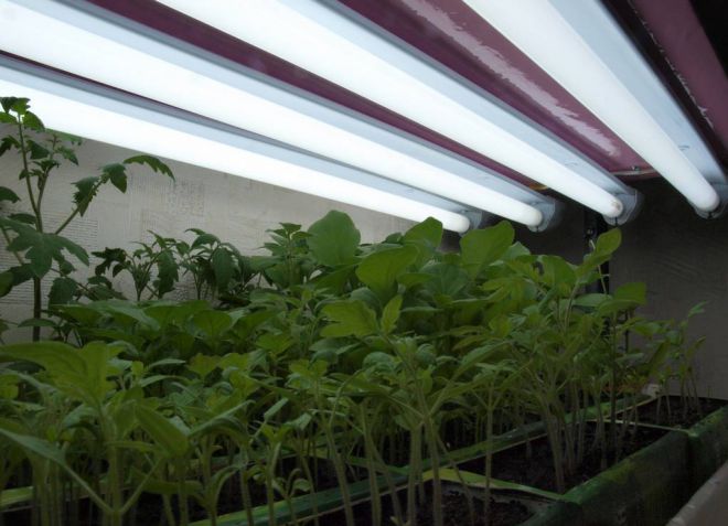 домашний огород в квартире освещение домашний огород в квартире освещение