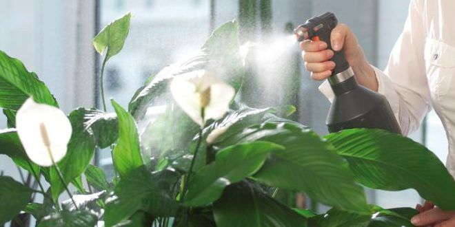 Древесная зола как удобрение для комнатных растений Древесная зола как удобрение для комнатных растений