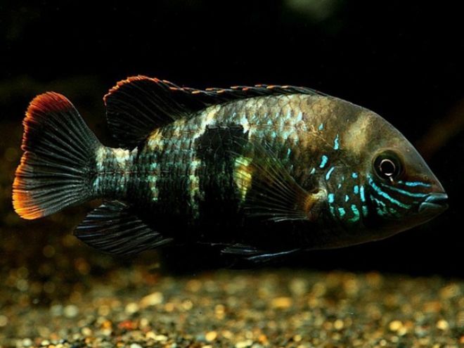 голубая акара кормление голубая акара кормление