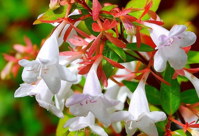 гранфлора гранфлора