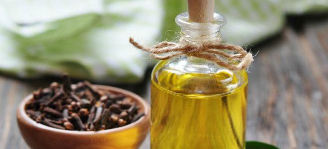 гвоздика от кашля гвоздика от кашля