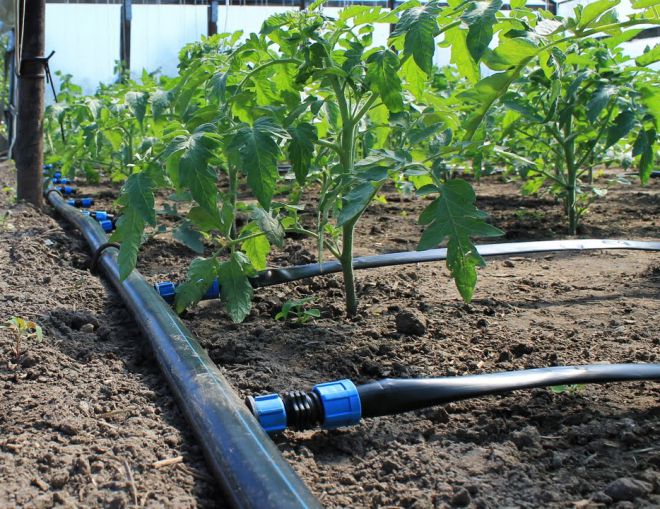 как правильно поливать помидоры в открытом грунте как правильно поливать помидоры в открытом грунте