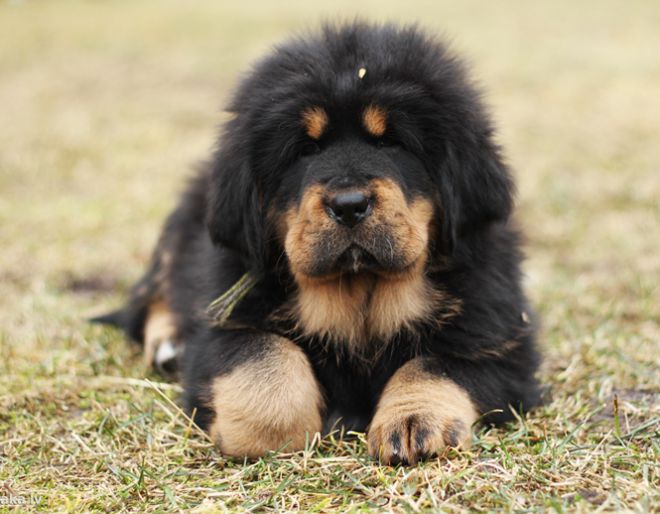 как ухаживать за тибетским мастифом как ухаживать за тибетским мастифом