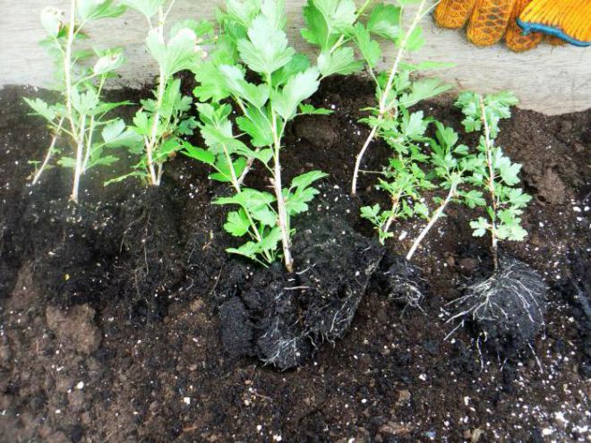 когда лучше размножать крыжовник когда лучше размножать крыжовник