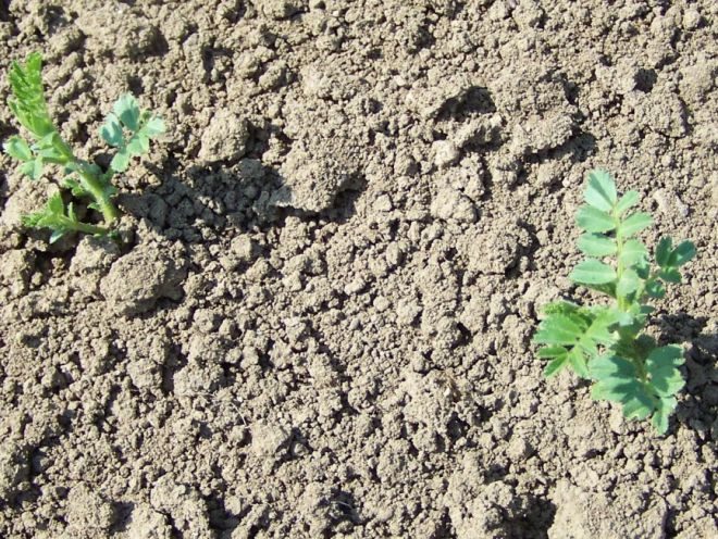 Когда садить нут Когда садить нут