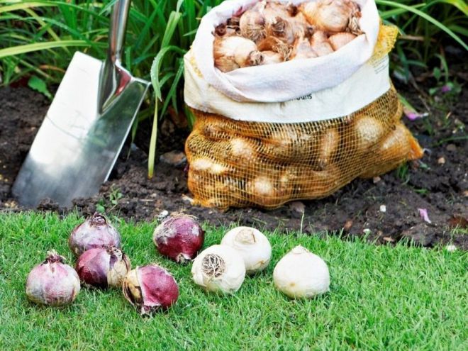 Когда выкапывают гиацинты в открытом грунте Когда выкапывают гиацинты в открытом грунте