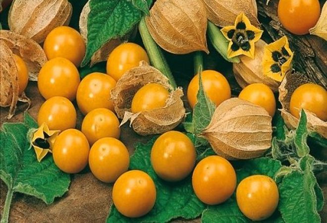 колокольчик колокольчик