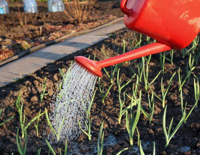 нашатырный спирт в огороде применение для чеснока нашатырный спирт в огороде применение для чеснока