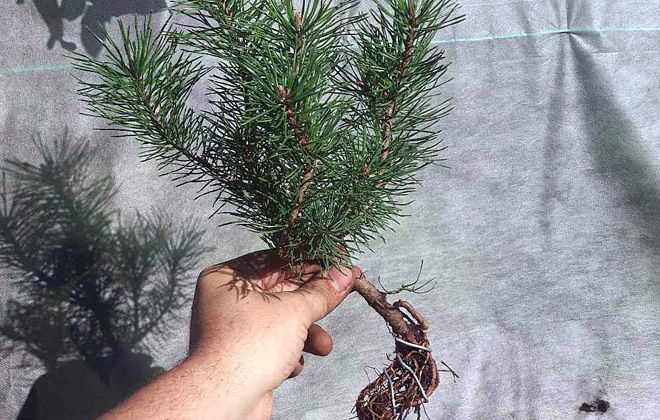 пересадка горной сосны мугус пересадка горной сосны мугус