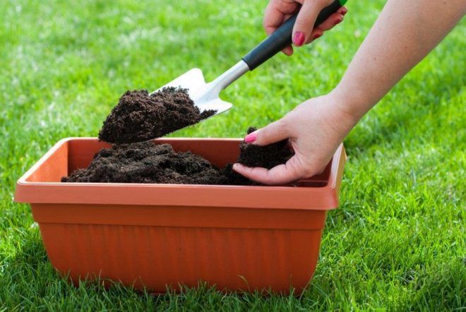 почва для лука на подоконнике почва для лука на подоконнике