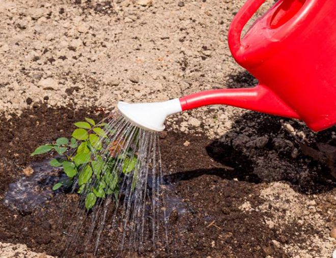 подкормка роз весной водкой подкормка роз весной водкой