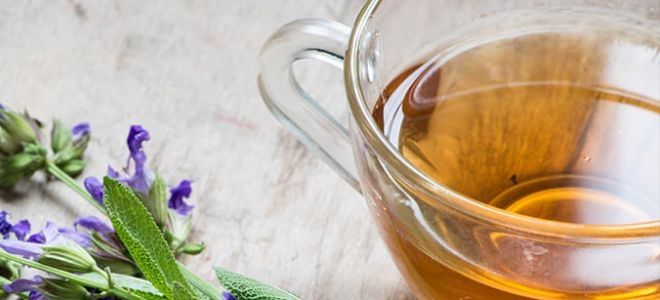 шалфей от кашля шалфей от кашля