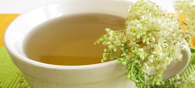 таволга для разжижения крови таволга для разжижения крови