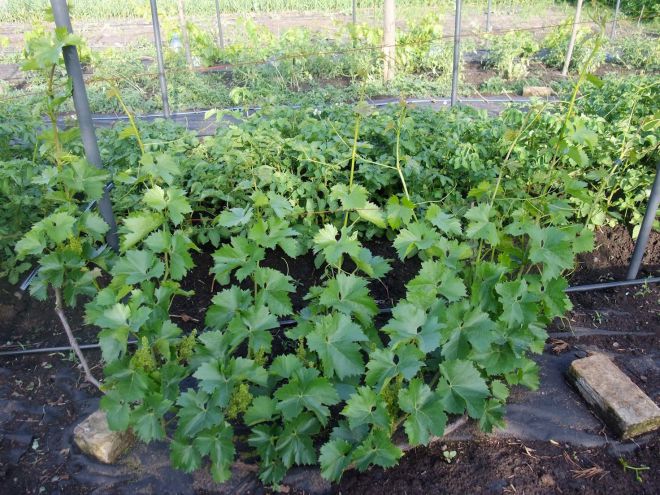 Виноград после обрезки Виноград после обрезки