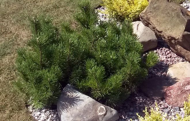 болезни горной сосны мугус болезни горной сосны мугус