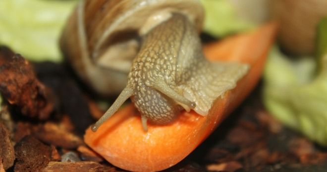 чем нельзя кормить улиток чем нельзя кормить улиток