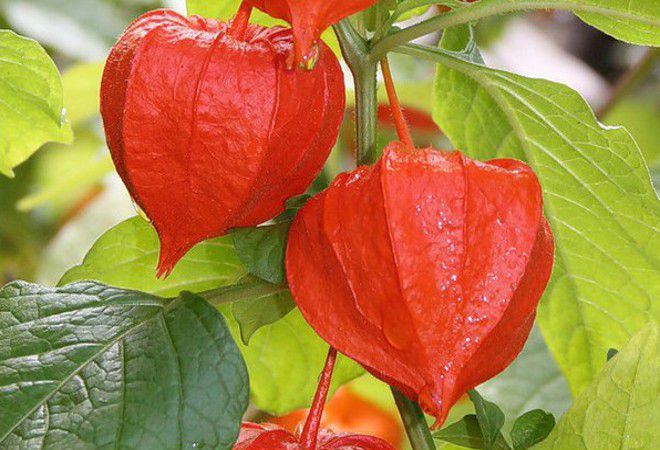 франше франше