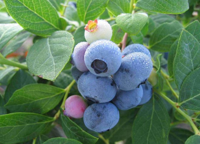 голубика садовая блюголд голубика садовая блюголд