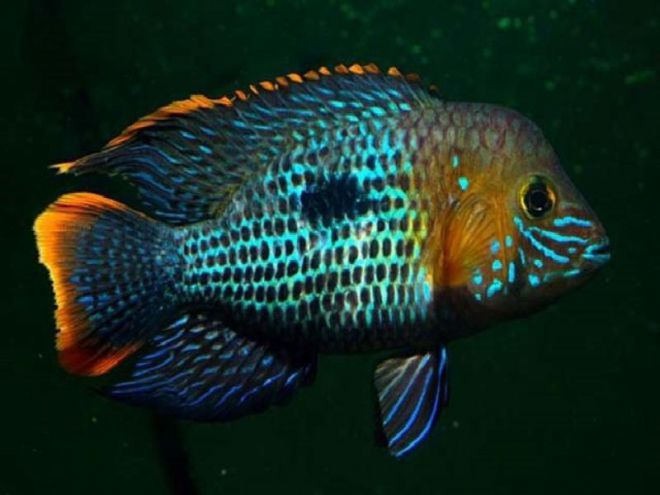 голубые акары размножение голубые акары размножение