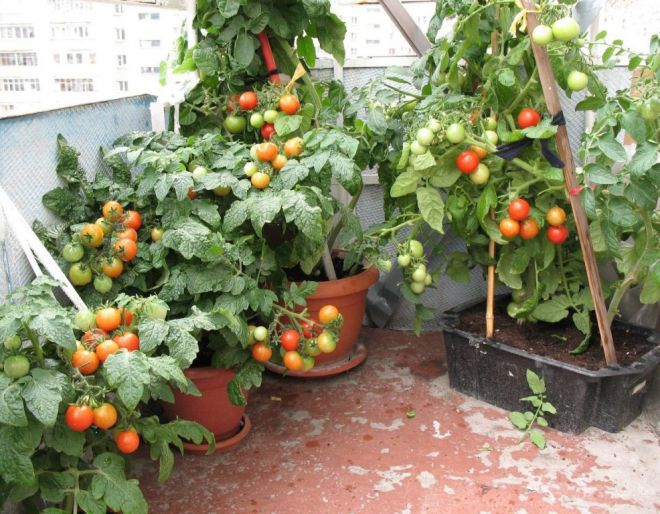 как часто поливать помидоры на балконе как часто поливать помидоры на балконе