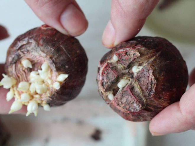 Как размножаются гиацинты в открытом грунте Как размножаются гиацинты в открытом грунте