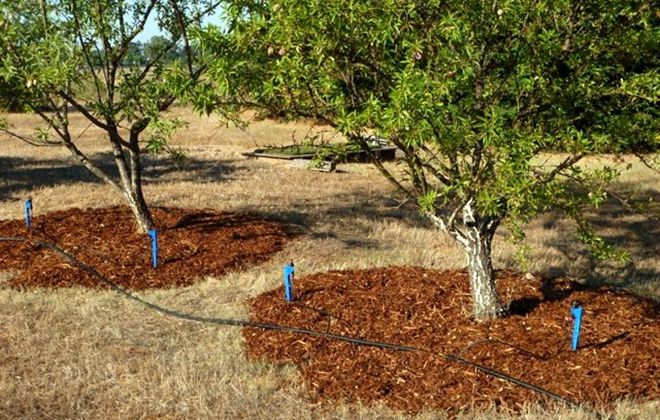 как ухаживать за зизифусом как ухаживать за зизифусом