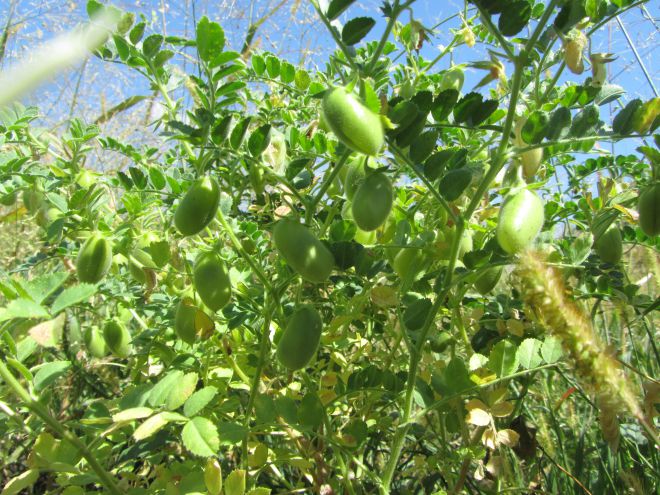 Как вырастить нут на даче Как вырастить нут на даче