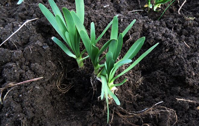 лук слизун пересадка лук слизун пересадка