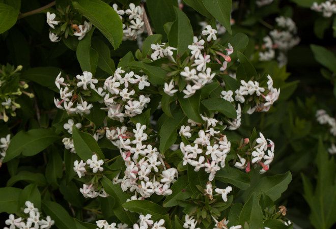 мосанская мосанская