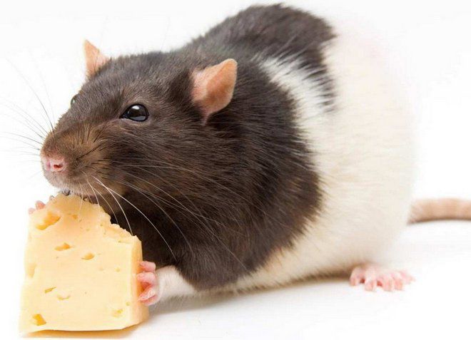 можно ли кормить крысу сыром можно ли кормить крысу сыром